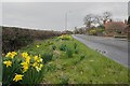 Daffodils beside Weston Road in DE72 2BA