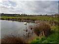 Swan on a pond with Cobhouse Farm behind in WR6 6YB
