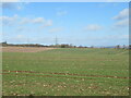 Crop field at Cocklee in TD1 2PL