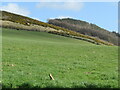 Grassy hillside, with Gorse and woodland above in TD6 9LT