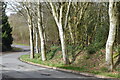 Trees beside Folly Lane in BA12 8GR