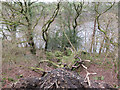 Fallen tree on the banks of Cwm Lliedi Reservoir in SA15 4PE