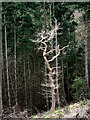Dead tree in Oaks Wood in SY5 8EF