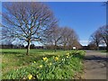 Daffodils on Sandall Beat Road in DN4 5LE