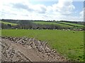 Sheep grazing at Hill Farm in EX18 7LH