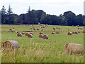 Farmland along the A917 near Boarhills in KY16 8PT
