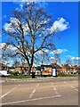Bus shelter below a large winter tree in DN2 4PE