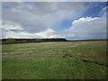 Stubble field and Coultas Wood in LN8 5QB