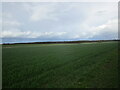 Autumn sown crop near Baumber in LN9 5NE