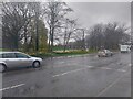 Daffodils by Pyes Acre car park in GU47 0XJ