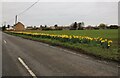 Daffodils on Padgetts Road, Christchurch in PE14 9NL