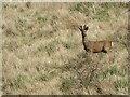 Roe deer on the dale side in YO25 3BS
