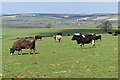 Cattle grazing opposite Bilbury Farm in BA12 0RB