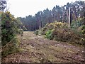 Cut back gorse, Brownrig Wood in EH42 1XP