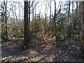 Wildmoor Heath woodland in RG45 7JL