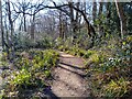 Wildmoor Heath footpath in RG45 7JL