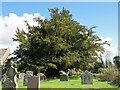 Yew tree at St. Lawrence church (Bishopstone) in HR4 7JF