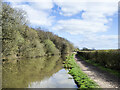 Ashby-de-la-Zouch Canal passing Ambion Wood in Dadlington & Sutton Cheney