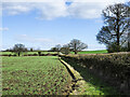 Hedge on north side of Ambion Lane in CV13 0AD