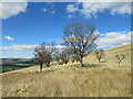 Clump of trees, The Hass in DG3 5EJ