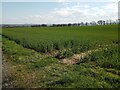 Large Oilseed Rape field in EH51 9RR