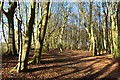 Woodland, Great Missenden in HP16 9QW