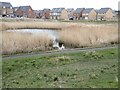 Reedbed and pond in Elba Park in DH4 6FN