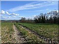 Field on Roundway Hill, looking south in SN10 2FQ