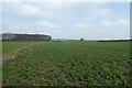 Potato fields near Great Scate Moor Wood in YO26 8EB