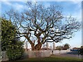 Veteran oak tree, Hollyfast Road, Coundon in CV6 1GQ