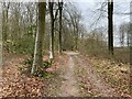 Forestry track - Blackwood Forest in SO21 3BQ
