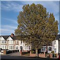 Fastigiate hornbeam, Keresley Road, Radford in CV6 2DF