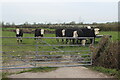 Cattle at gate, North Row in NP26 3DX