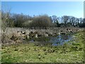 Reed bed at Brown Moss in SY13 4DN