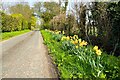 A lane in Throcking, trimmed with daffodils in SG9 9QZ