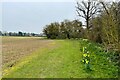 Daffs along the footpath coming in to Chipping in SG9 0PH