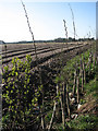 Saplings beside the road in NR10 4EB