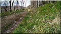 Primroses by the Duchess's Drive, Bowhill in TD7 5HD