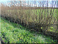 Hedgerow beside New Road in BS40 5TU