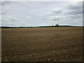 Prepared field near Yarwell in PE8 6PP