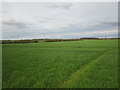 Barley field near Morborne in PE7 3TG