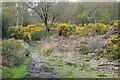 Path through gorse bushes, Ferndown in BH21 7BU