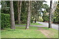 Trees on the verge beside Golf Links Road in BH22 8ED