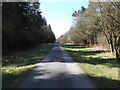 Forest road at Red Dike in Allerston