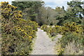Sandy path between gorse bushes in BH22 8FU