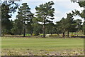 Ferndown Golf Course, from Parley Common in BH22 8FU