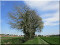 Trees alongside Long Walk near Langtoft in PE6 9LX