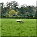 Barnham Broom: Two sheep with a huge field all to themselves in Barnham Broom