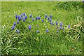 Grape hyacinths on Brill Road, Horton-cum-Studley in OX33 1BW
