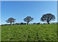 Trees along a field boundary in LN11 0SE